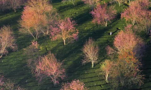 Lễ hội hoa mai anh đào Đà Lạt 2026 sẽ khai mạc ngày 16/1