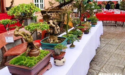 Nghệ thuật bonsai - Công phu từ gốc rễ đến hồn cây