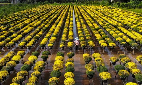 Hoa Tết rộn ràng vào vụ, nhà vườn cả nước chờ mùa bội thu