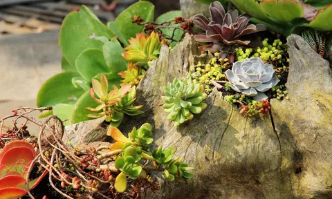 Từ phế liệu đến kiệt tác: Kỹ thuật tạo hình sen đá trên gỗ mục