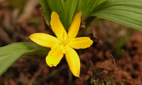 Cây dại ven rừng thành dược liệu quý: Giá hàng trăm nghìn đồng mỗi kg, mở hướng làm giàu cho nông dân miền núi