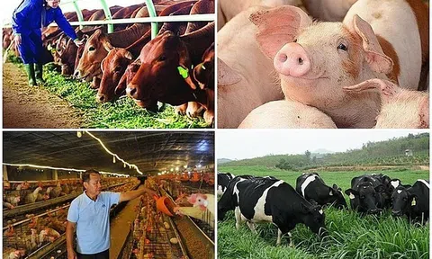 Danh mục động vật, sản phẩm động vật trên cạn thuộc diện phải kiểm dịch, miễn kiểm dịch