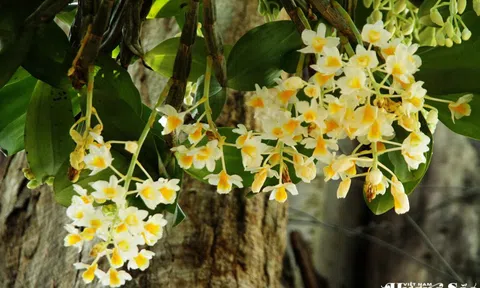 Hoàng thảo: Báu vật của đại ngàn – cần được trân quý và bảo tồn