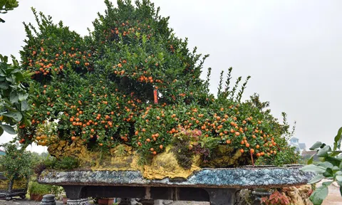 Bộ quýt “Phúc – Lộc – Thọ” giá gần nửa tỷ đồng sớm có chủ trước Tết