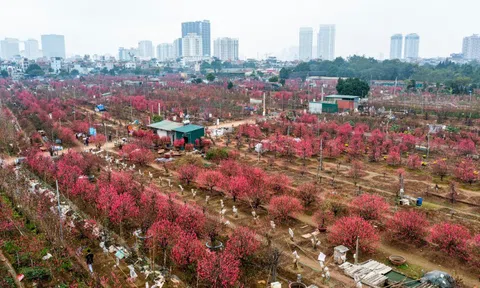 Sắc xuân ven sông Hồng tại lễ hội đào Nhật Tân, quất Tứ Liên