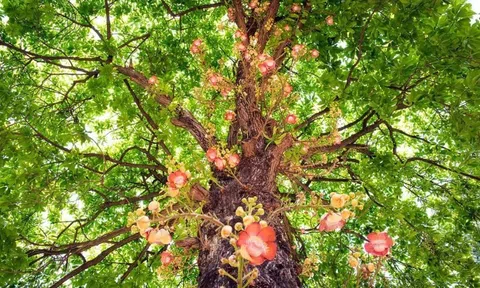 Vì sao cây Sala ngày càng được săn tìm cho biệt thự sinh thái?