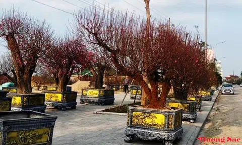 Đào cổ thụ, bưởi cảnh khoe sắc sớm trên các tuyến phố Thành Sen