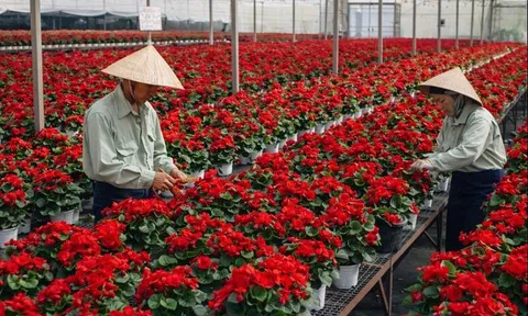 Lâm Đồng đẩy mạnh phát triển nguồn giống cây trồng, vật nuôi chất lượng cao