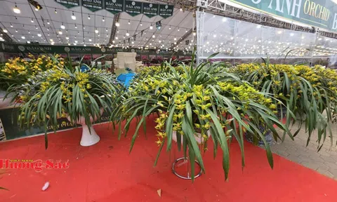 Vĩnh Long: Hoa, cây cảnh do người dân sản xuất không cần giấy xác nhận nguồn gốc