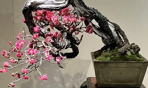 Tinh hoa bonsai thế giới và vẻ đẹp trăm năm tại Triển lãm Kokufu lần thứ 100