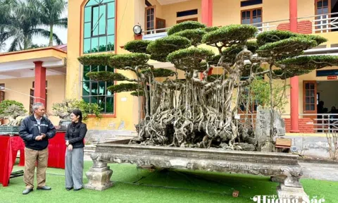 “Thất Tiên Tọa Sơn” - Vẻ đẹp huyền thoại từ bàn tay người phụ nữ yêu cây cảnh