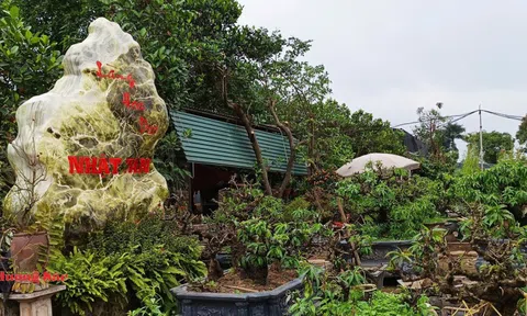 Làng đào Nhật Tân bước vào mùa chăm sóc quan trọng nhất trong năm