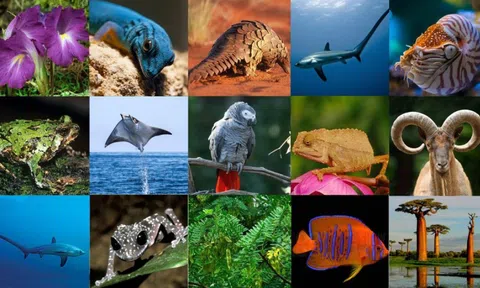 Việt Nam công bố quy định của CITES về quản lý buôn bán hổ và các loài họ Mèo