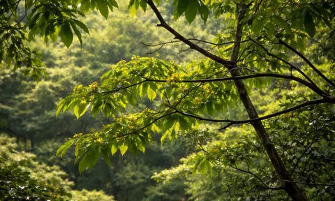 Quần thể mai vàng cổ thụ giữa rừng già Quảng Trị, nhiều cây gốc lớn ôm đá núi