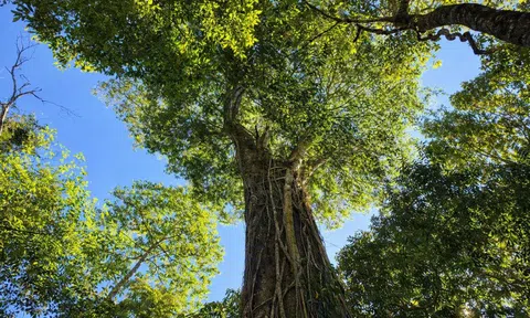 Báu vật đại ngàn: Rừng thông đỏ hàng nghìn năm tuổi ở Lâm Đồng
