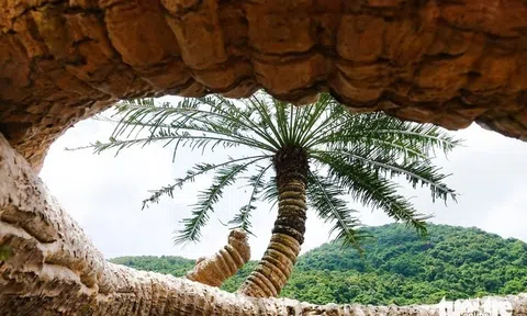 Kỳ lạ cây thiên tuế hơn trăm tuổi mọc trên đá, thân uốn như rồng vươn ra biển