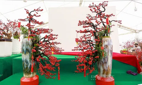 Hoa Đào đông đỏ: Từ cây ôn đới đến phân khúc hoa Tết mới tại Việt Nam