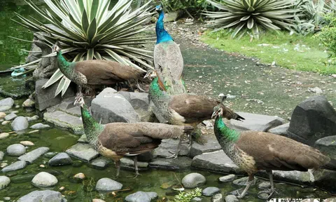 Công Ấn Độ: Triển vọng kinh tế và đạo đức bảo tồn