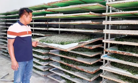 Gia Lai: Hành trình xây dựng HTX kén tằm, tạo sinh kế cho hàng trăm lao động