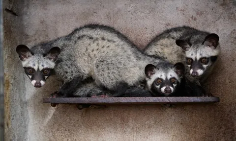 Chủ khách sạn Nghệ An đầu tư nuôi chồn hương, mỗi năm thu hơn 1,5 tỷ đồng