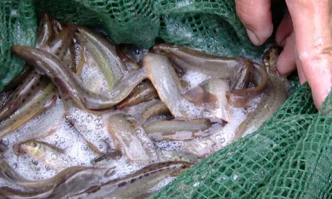 Loài cá được ví như “nhân sâm nước”, giúp nhiều hộ dân tăng thu nhập