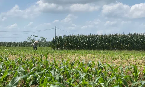 Biến ruộng bắp thành trải nghiệm du lịch: Hướng phát triển mới cho vùng ven Hội An