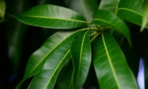 Ít ai biết loại lá thường bị bỏ đi này lại là kho dược liệu quý