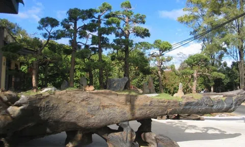 Kỳ 3: Gỗ lũa – cái hồn của người đam mê sinh vật cảnh