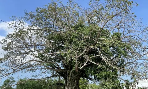 Dưới bóng những cây cổ thụ Tây Hồ: Đi tìm cốt cách nhà cách mạng Phan Chu Trinh tại quê nhà