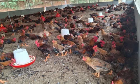 Gà “khổng lồ” chân to, dáng oai: Mô hình nuôi đặc sản giúp nông hộ thu đều trăm triệu mỗi năm