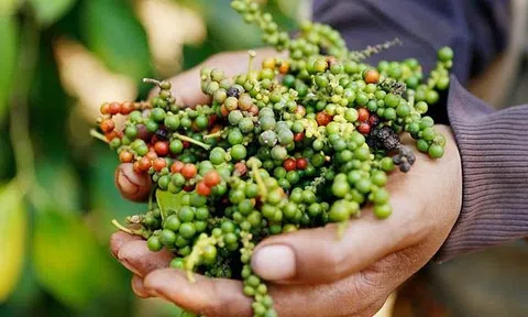 Xuất khẩu hạt tiêu khởi sắc, Việt Nam hưởng lợi từ nhu cầu tăng tại Mỹ và Thái Lan