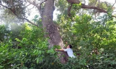 Việt Nam sở hữu “báu vật thực vật” cực hiếm, cả thế giới chỉ còn 13 cá thể