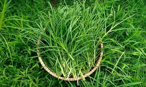 Cỏ mần trầu – vị thuốc dân dã mọc đầy vườn, hỗ trợ giải độc gan, bổ thận