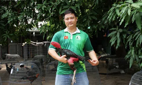 Hành trình “giải oan” và khát vọng phục hưng hồn cốt gà nòi Việt