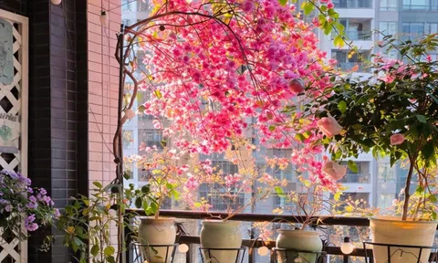 8 loài hoa “càng nắng càng đẹp”: Lựa chọn lý tưởng cho ban công hướng Nam