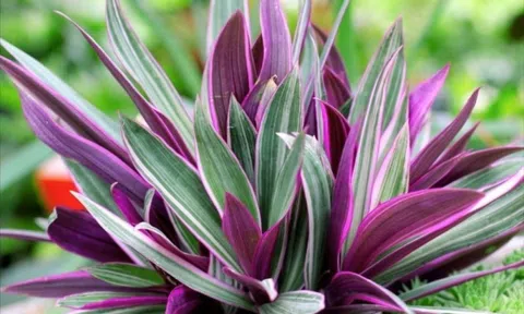 Tưởng chỉ để làm đẹp không gian, loài cây này còn được ví như thuốc quý cho sức khỏe