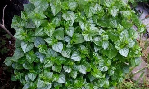 Loại rau giòn mọng như “thuốc bổ tự nhiên”, ăn vào tốt ngang nhân sâm