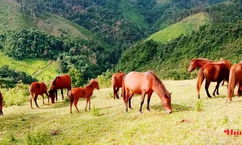 Nghệ An: Bảo tồn giống ngựa quý "trên cổng trời" Mường Lống