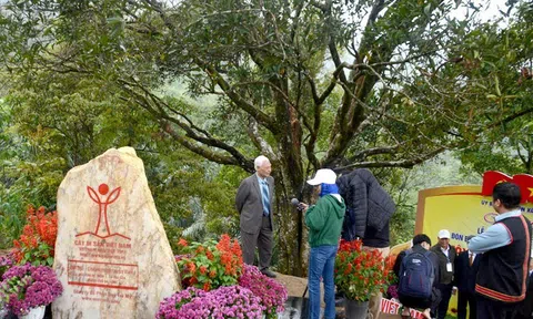 Cây quế đầu tiên của Việt Nam được công nhận cây di sản