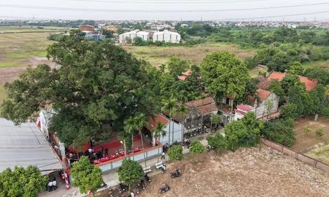 Hà Nội: Cây quéo hơn 400 năm tuổi ở xã Phù Đổng được công nhận Cây Di sản Việt Nam