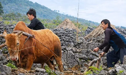 Tuyên Quang kỳ vọng đưa bò Mông thành “Wagyu Việt”