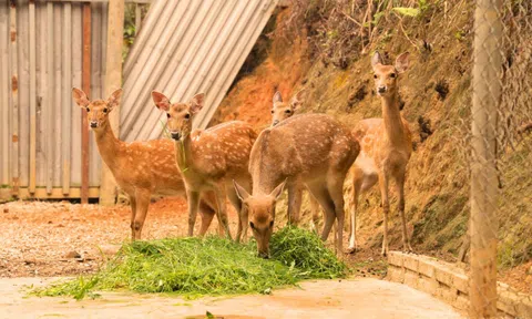 Nuôi hươu sao ở vùng cao: Hướng đi mới cho thu nhập ổn định