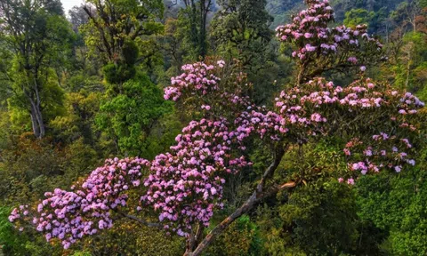 Bát Xát chính thức trở thành Vườn quốc gia thứ 36 của Việt Nam