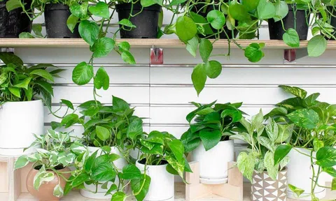 Sau tuổi 30, hãy trồng 3 loại cây này để sống khỏe và giảm stress mỗi ngày