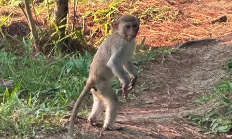 Người dân chủ động giao nộp khỉ vàng quý hiếm để thả về rừng