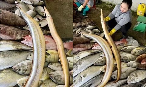 Loài cá thân dài như rắn, có con hơn 2m: Đặc sản biển vừa hiếm vừa bổ