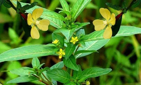 Loại rau mọc đầy ven mương bỗng thành “đặc sản”: Người thành phố săn tìm vì điều này