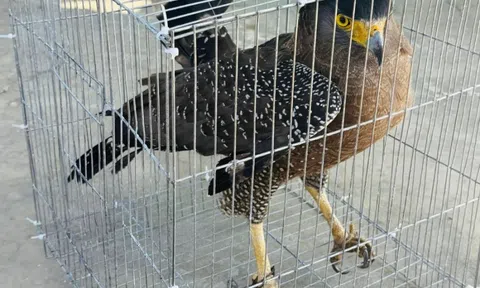 Chim săn mồi quý hiếm bay lạc vào sân nhà dân ở Gia Lai