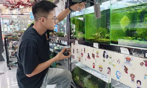 Đức Duy: Khẳng định bản lĩnh trẻ nâng tầm thủy sinh cảnh