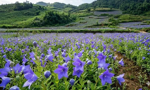 Lùng Phình rộn rã mùa trồng dược liệu, người dân chuyển đổi cây trồng tăng thu nhập